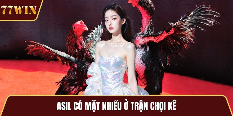 Asil có mặt nhiều ở trận chọi kê