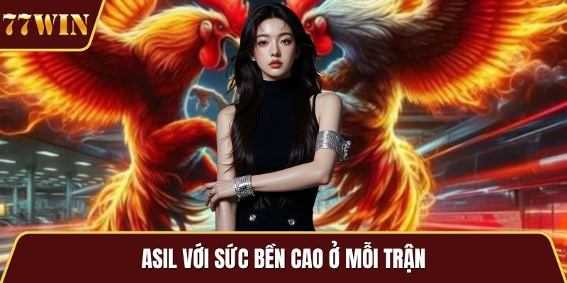 Asil với sức bền cao ở mỗi trận