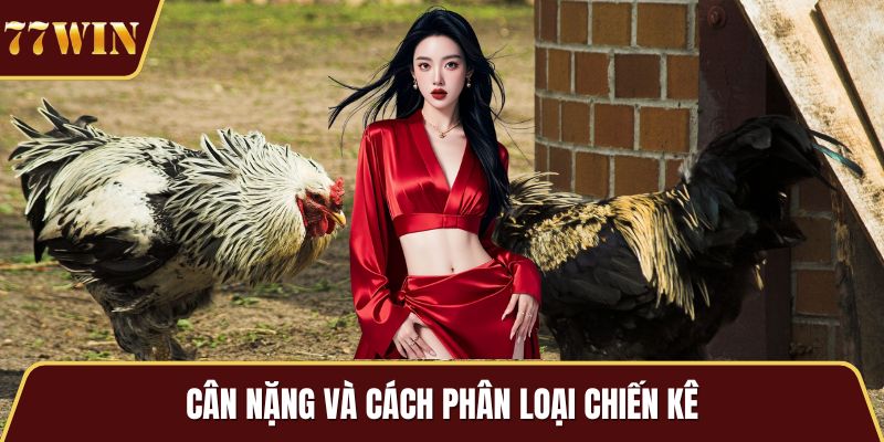 Cân nặng và cách phân loại chiến kê