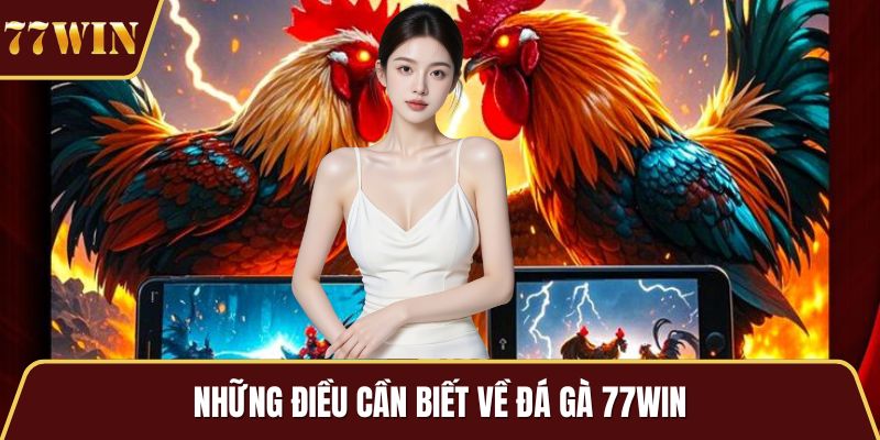 Những điều cần biết về đá gà 77WIN