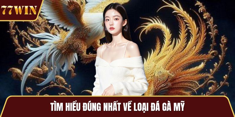 Tìm hiểu đúng nhất về loại đá gà mỹ